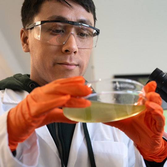 Graduate student examines petri dish contents.