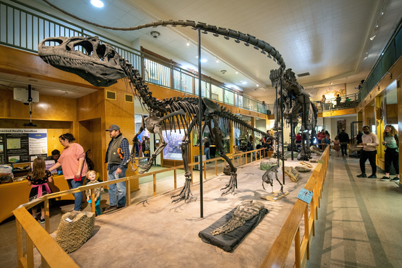 Image of the Geology Museum featuring visitors exploring exhibits beneath a large dinosaur skeleton.