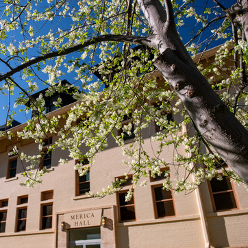 Blooming tree in front of Merica Hall