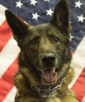 K-9 Enzo