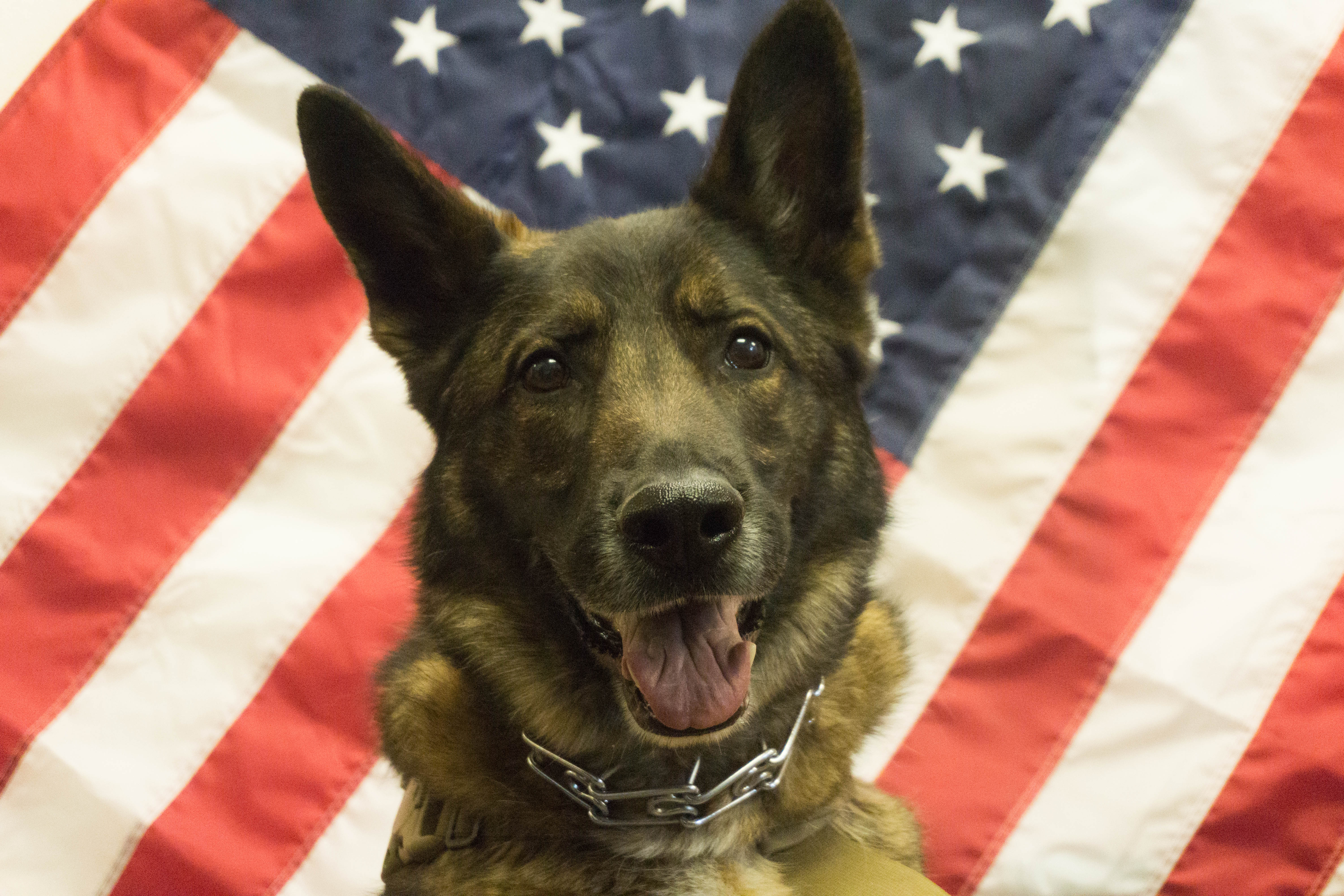 K9 Enzo