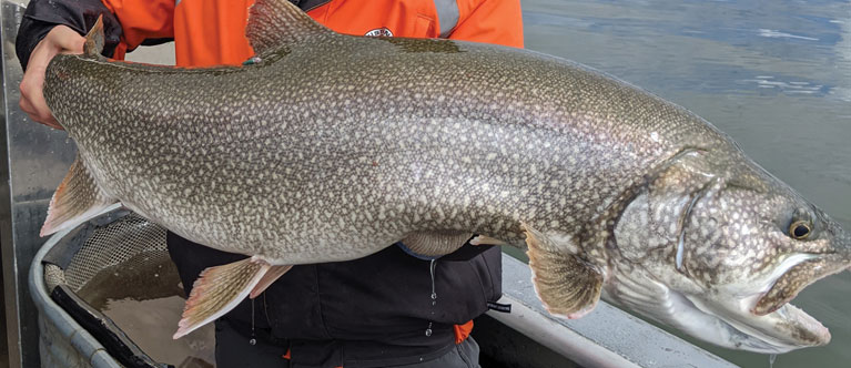 close up of a large trout