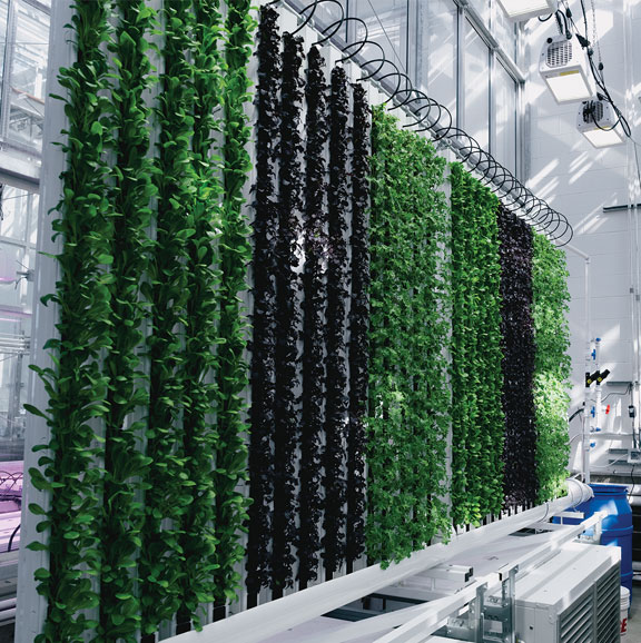 vertical rows of vegetables in a greenhouse