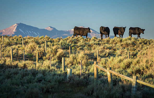 cattle grazing on a hill with mountains in the background