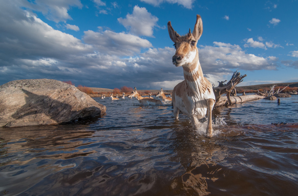 pronghorns crossing a river