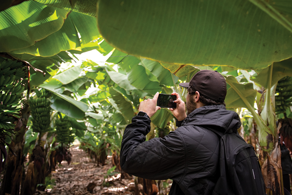Male student takes a photo of banana plant on a plantation in Spain.
