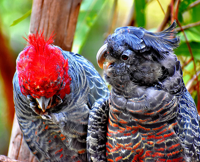 two parrots with red and blue head feathers