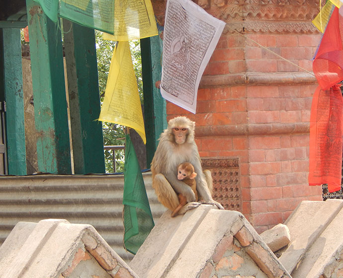 monkeys sitting on stone work wall