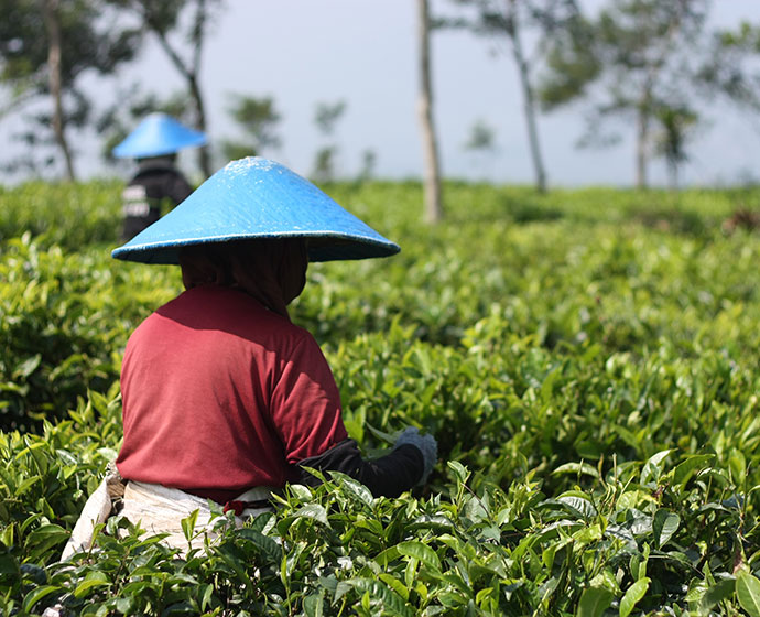 people in blue conical hats working in fields