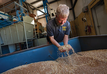 man leaning over a vat of grain and letting the grains run through his hands 
