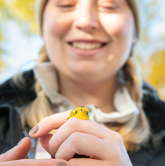 person holding a small yellow bird with its head peaking out between fingers