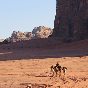 Camels in Wadi Rum, Jordan