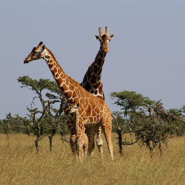 Giraffe Family