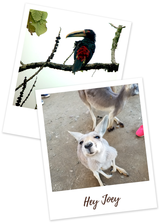 Picture of Kangaroo and Parrot with caption Hey Joey