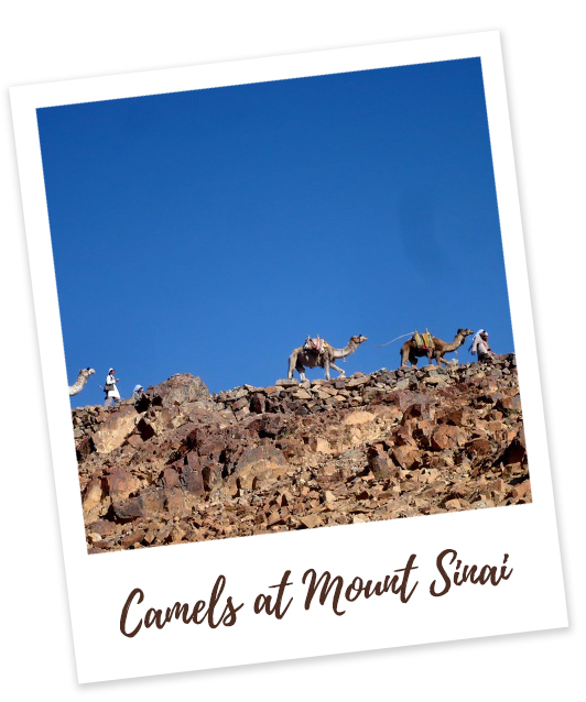 Camels at Mount Sinai