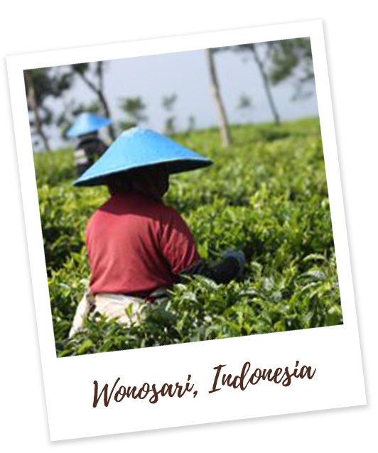 Picking Tea Leaves in Wonosari, Indonesia
