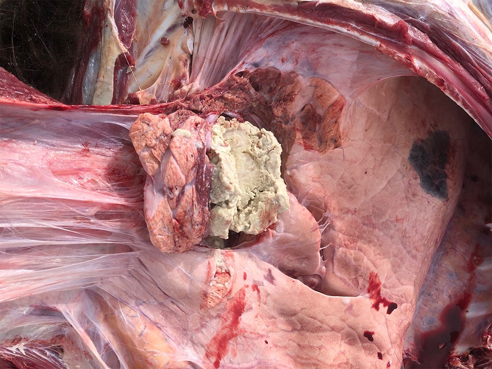 lung abscess in a bison