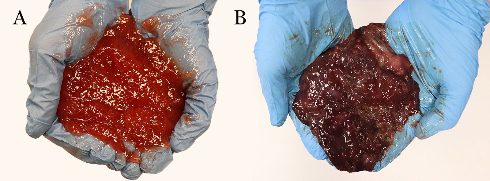 necrotic bovine lung