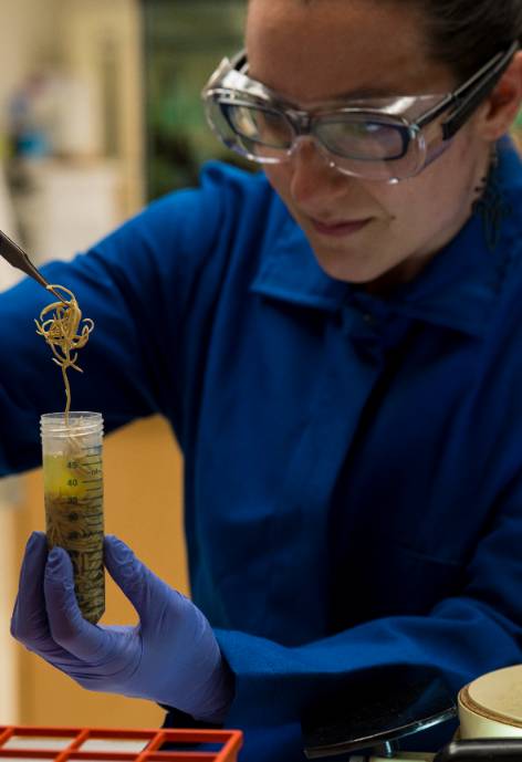 a scientist in a blue lab coat and safety glasses working in a laboratory setting.  She is holding a tube of parasitic worms and holding up a group of them with forceps.
