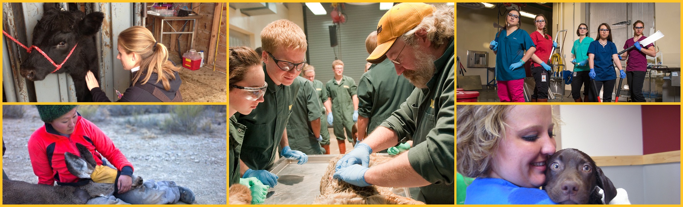 veterinary sciences