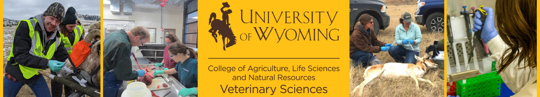 veterinary sciences