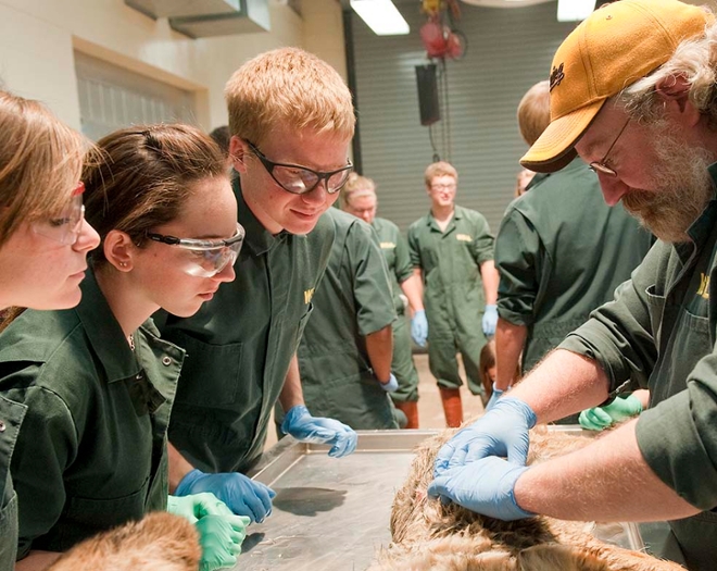 students learning necropsy