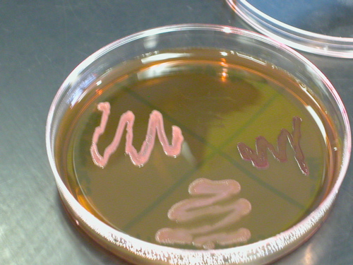 staphylococcus epidermidis streak plate