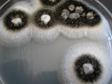 Aspergillus niger