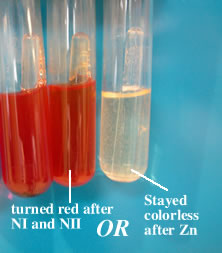 Nitrate Positiv