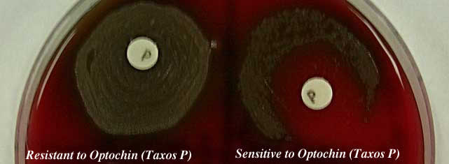 Taxos