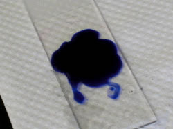 Counterstain with Methylene Blue