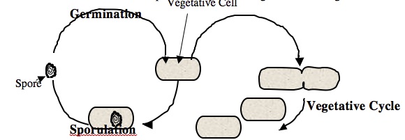Image result for formation of endospore