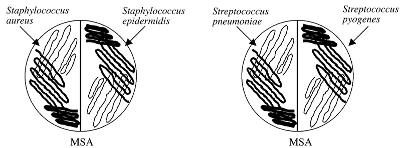 staphylococcus epidermidis streak plate