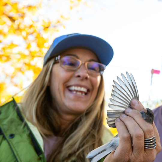 A UW researcher inspects a live bird's wing while conducting research out in the field during the fall.