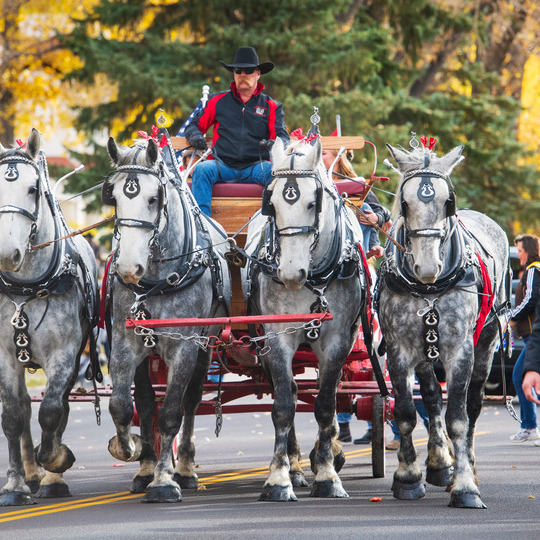Two grey draft horses pull a UW wagon in a parade.