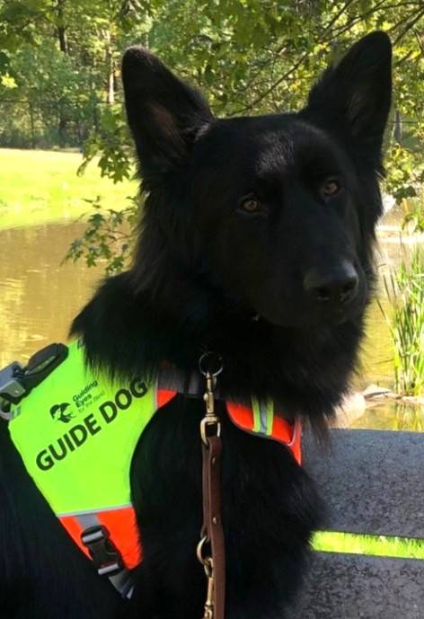 Angel Kappler (guide dog)