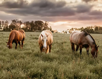Three horses eating grass in a field