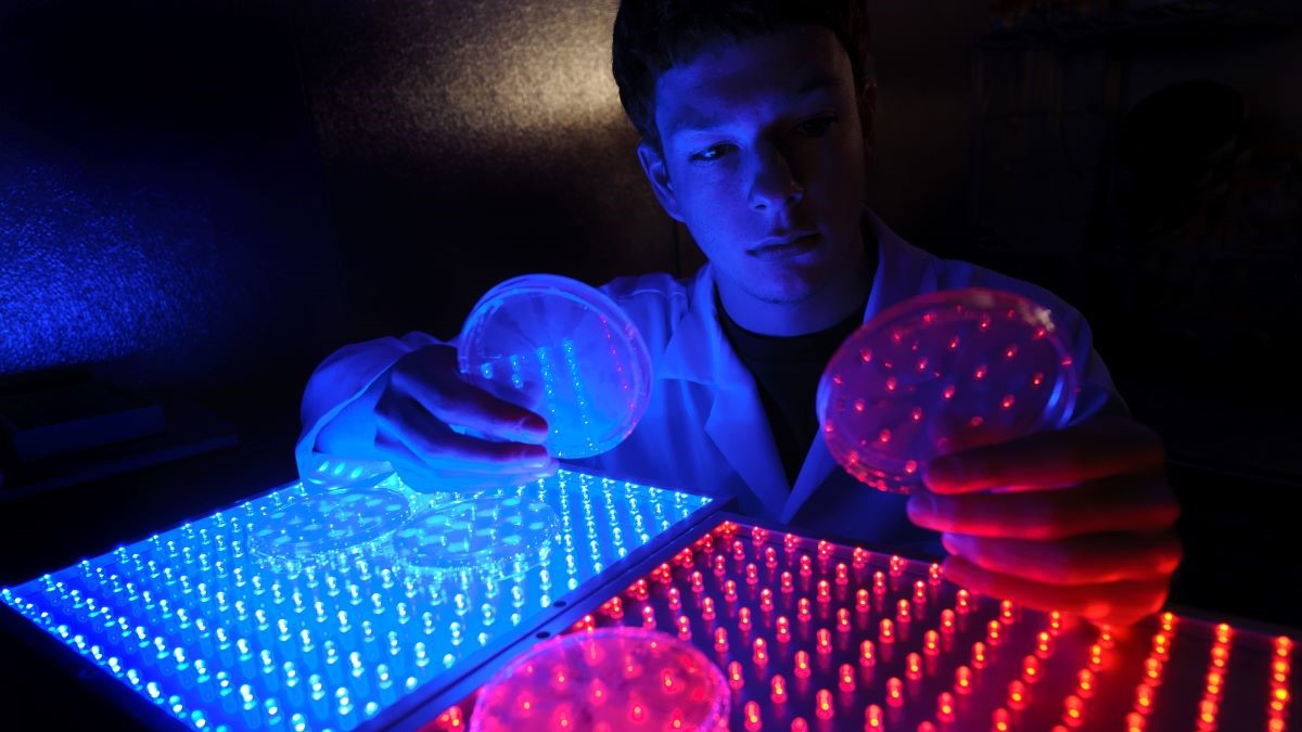 Researcher with goggles and lab coat on holding petri dishes in dark room with red and blue lights.