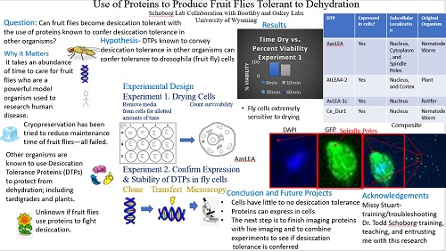 Malea Christensen Research Poster