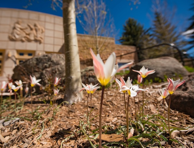 Flowers blooming outside the UW College of Education.