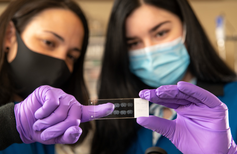 two med students examine a slide in a lab