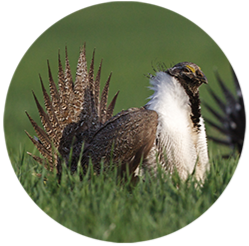 An picture of a sage-grouse.