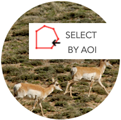 Pronghorn deer running