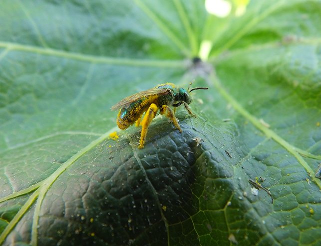 Bee on leaf