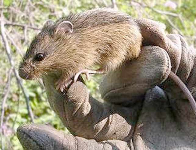 Hand holding field mouse