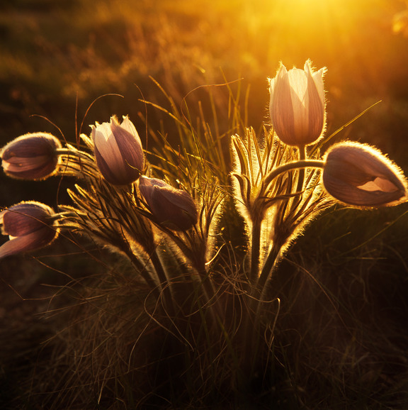 Picture of the sunset and flowers