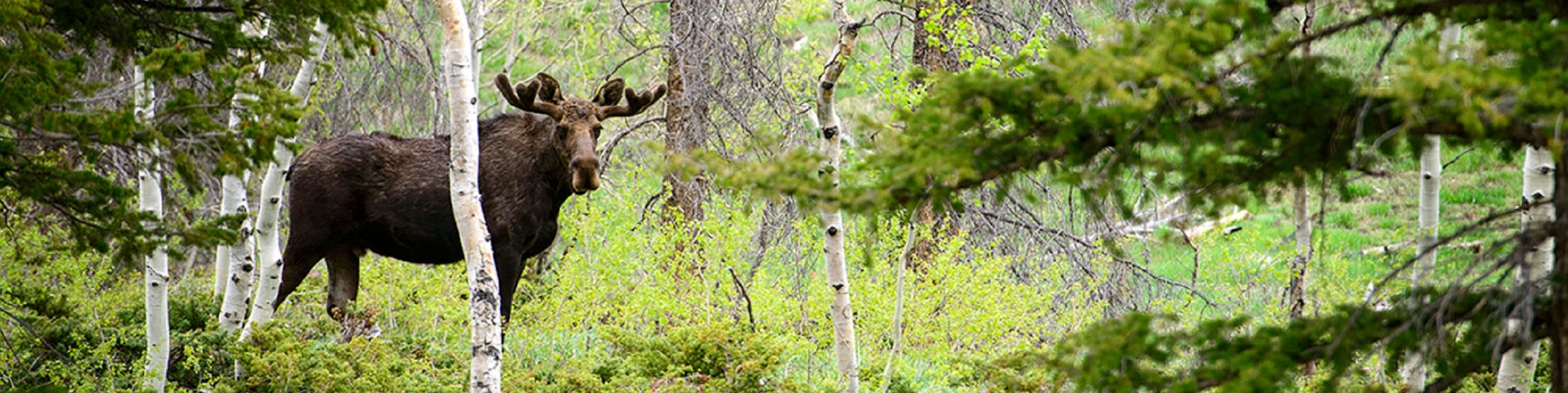 Image of a moose