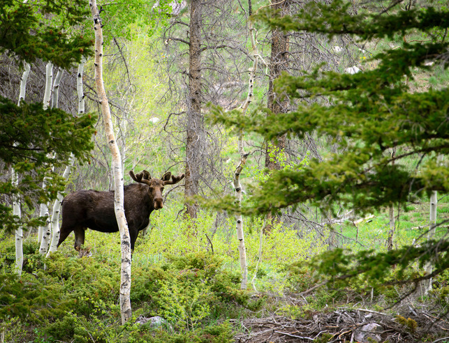 Moose