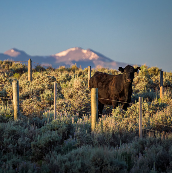 Picture of summer scenery of Uinta County