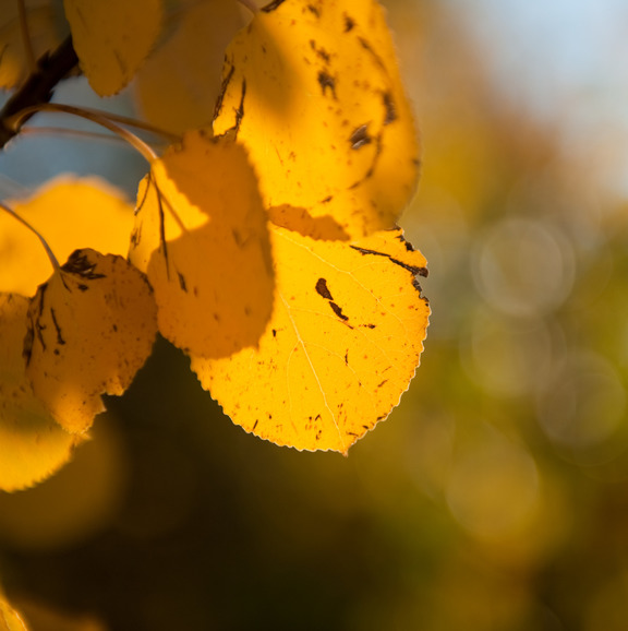 Picture of leaves